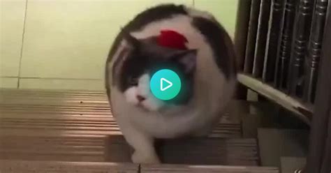 Chonky Cat With Sound Album On Imgur