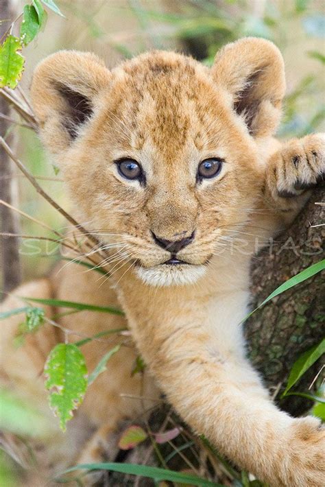 Cute Baby Lion Photo Baby Animal Photograph Wildlife Photography