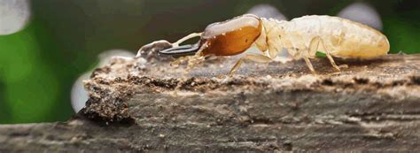 We did not find results for: Drywood Termites - Types, Threats & Treatments - Treat ...