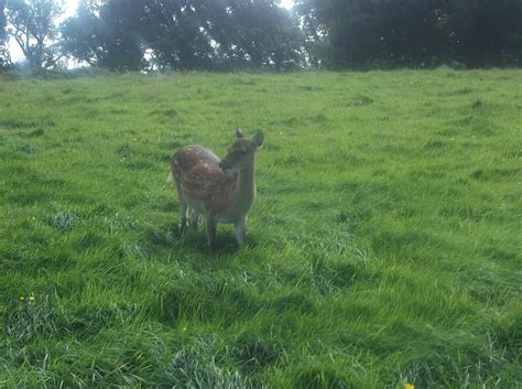 Outdoors Ireland Sika Deer In Killarney National Park