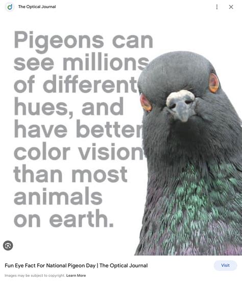 June 13th National Pigeon Appreciation Day Childrens Spot