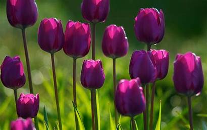 Purple Spring Flowers Wallpapers Desktop Tulips