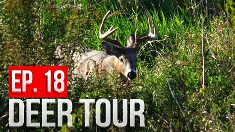The Buck Nest Is Back Bowhunting Public Land Whitetails Deer Tour