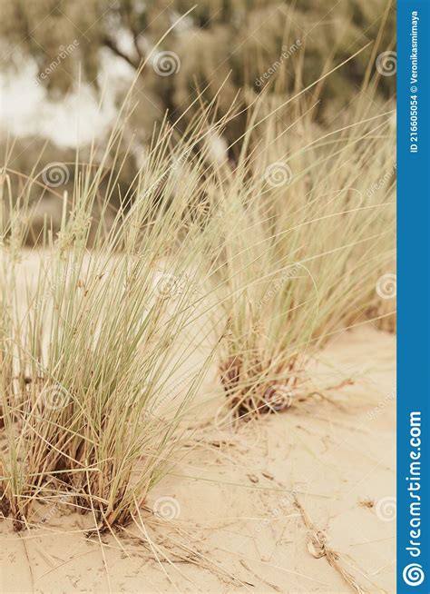 Vertical Photo Of Grass Growing Wild In Sand Stock Photo Image Of