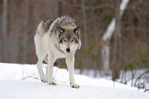 Wisconsin Hunters Blow Past Quota On Wolf Hunt Petersens Hunting