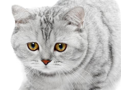 Premium Photo British Shorthair Cat Gray Striped Chinchilla Isolated