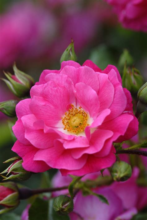 Maybe you would like to learn more about one of these? September - Flower Carpet Pink - The New Zealand Rose Society