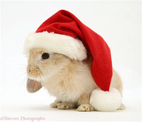 Rabbit Wearing A Santa Hat Photo Wp13751