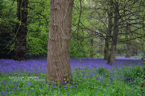 Bluebell Walk In Kew Gardens England 2liv3