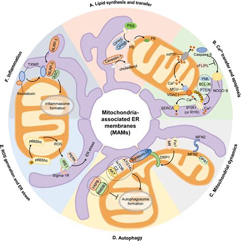 Frontiers Mitochondria Associated Endoplasmic Reticulum Membranes In