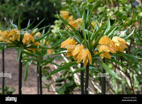 Yellow Fritillaria Imperialis Crown Imperial In Flower Stock Photo