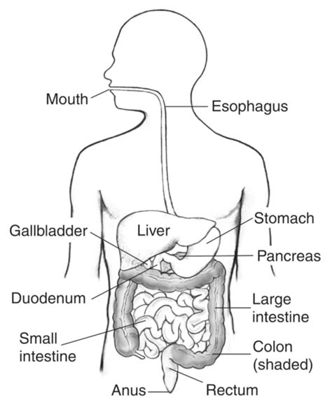 Illustration Of The Digestive System Inside The Outline Of A Mans