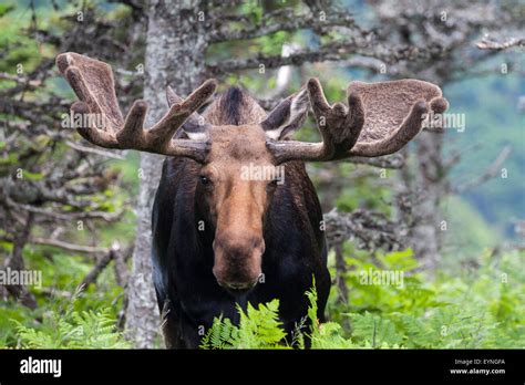 bull moose walking through the forest in cape breton highlands national park cabot trail stock