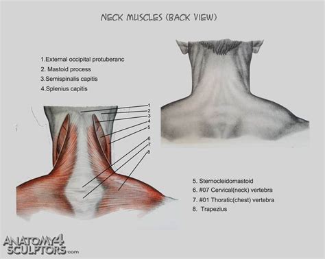 Clinically, surface anatomy is used to split the neck into anterior and posterior triangles which provide clues as to the location of specific structures. Neck muscles back view | Anatomy | Pinterest