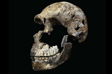 Homo naledi was thought to be more than 2 million years old. Meet 'Neo', the most complete skeleton of Homo naledi ever found | New Scientist