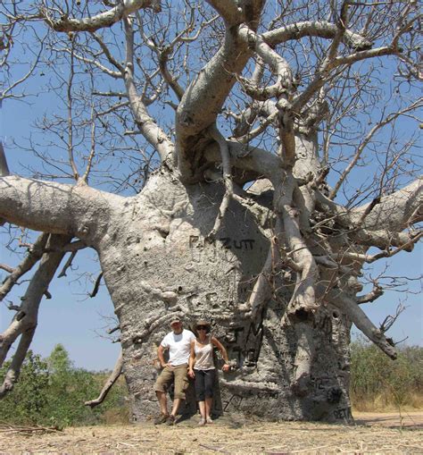 9 Faits Fascinants Sur Le Baobab Mbox Top