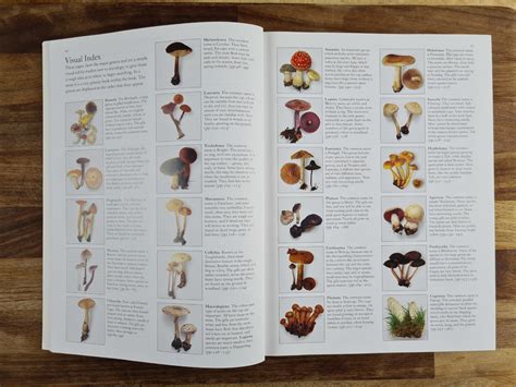 The Best Mushroom Identification Books In The Uk Archer