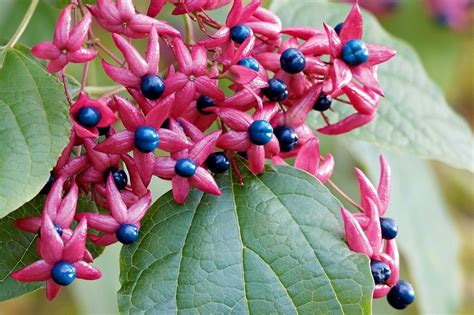 Außerdem liefert er wertvolle heilmittel für das herz. Kennen Sie diese ausgefallenen Herbstfrüchte?