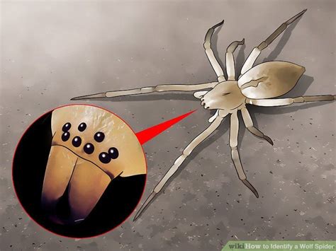 How To Identify A Wolf Spider 12 Steps With Pictures Wikihow
