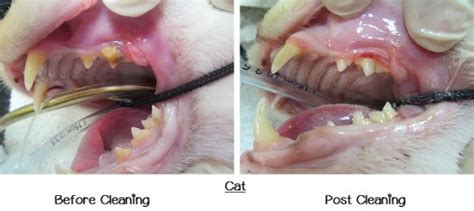 Crown amputation in a cat with tooth resorption of a maxillary canine. Dentistry - Cape Coral Pet Vet