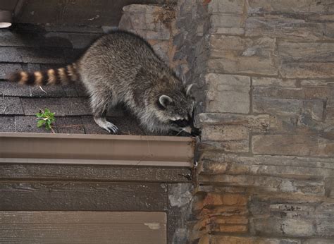 Raccoon Removal Raccoons In Attic Damage Repair St Louis Mo