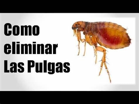 Cuando una perro o gato tiene pulgas, es fácil que. COMO ELIMINAR LAS PULGAS Y LAS GARRAPATAS EN LOS PERROS ...