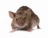 Rodent Images Pictures
