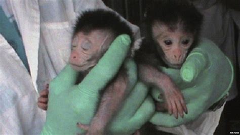 Scientists Create The First Ever Autistic Monkeys Bbc News