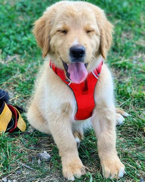 Use the search tool below and browse adoptable golden. Golden Retriever, MALE-Australian Retriever Puppy, Dogs, for Sale, Price