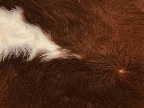 Royalty Free Cow Fur Pictures Images And Stock Photos Istock