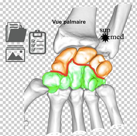 Thumb Ulnar Nerve Wrist Joint Human Anatomy PNG Clipart Abdomen Area