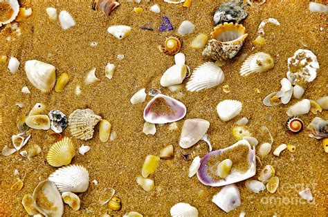 Shells In The Sand Photograph By Kaye Menner
