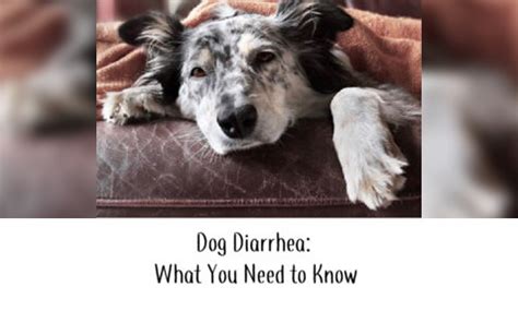 Dog Diarrhea What You Need To Know Total Dog Tampa Training Services