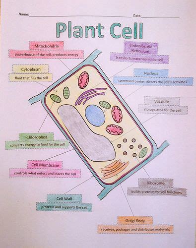 Cell structures & functions powerpoint notes. 26 best images about Plant and Animal Cells // 5th Grade ...