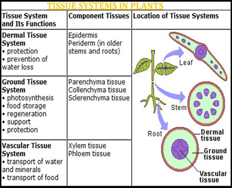 Biology The Tissue System