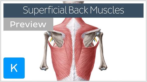 Back muscles, like any other muscle in the body, require adequate exercise to maintain strength and tone. Superficial back muscles (preview) - Human Anatomy | Kenhub - YouTube