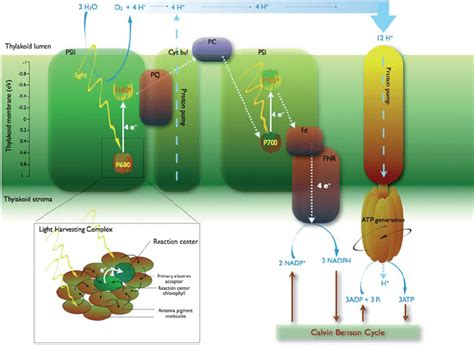 Illustration Of The Light Reactions Of Photosynthesis The So Called Download Scientific