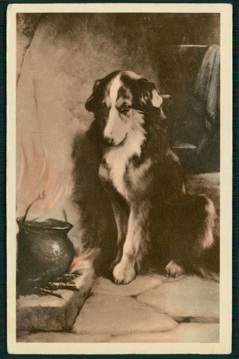 Art Collie Dog Animal Studies Original Old C1930s Postcard Collie Dog