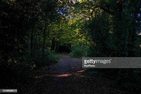 General View Of The Epping Forest In East London On October 9 2018