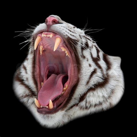 A White Bengal Tiger Shows Dentist His Teeth Closeup Portrait Of A Big