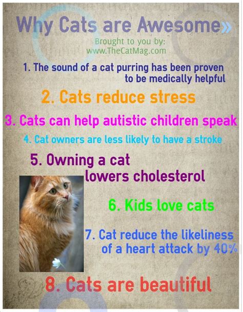 Why Cats Are Awesome