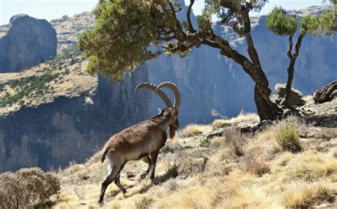 Luxury Holidays Ethiopia Amazing Safari Holidays And More