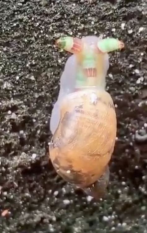 Zombie Snail Is Freaking People Out And Amazing Them At The Same Time