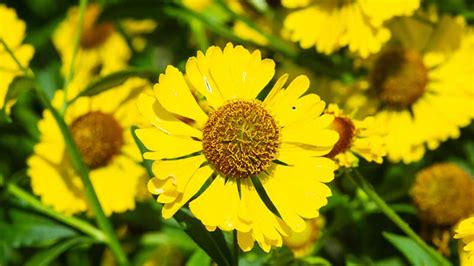 * white flowers * red flowers * orange and yellow flowers * green flowers * purple flowers * blue and black flowers. 15 Beautiful Yellow Perennials for Your Garden - Garden ...