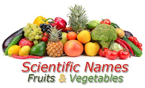 Not all the food that we know as vegetables are actually these, some are legume like peas, while others are fruits, like tomatoes or pumpkins or herbs and spices like coriander or parsley. Scientific Names - Common Fruits and Vegetables - AppzOK