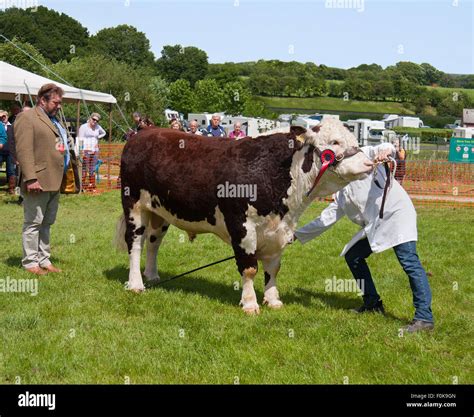 Handler Showing His Bull Which Has Already Won A Rosette To A Judge