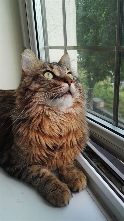 We intentionally breed and socialize our cats to be outgoing, brave and healthy so that they will be outstanding companions for your family. MAINE COON BROWN TABBY MALE | Luton, Bedfordshire | Pets4Homes