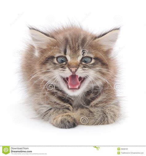 My cat hissed and growled at the new stray kitten that we brought home. Kitten hissing stock image. Image of pussycat, irritation ...