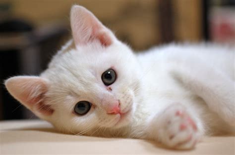 フリー画像動物写真哺乳類ネコ科猫ネコ子猫白猫画像素材なら！無料・フリー写真素材のフリーフォト