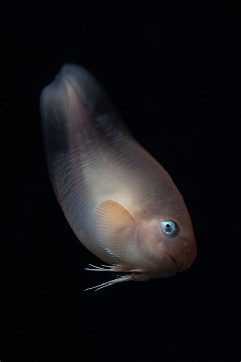 Mbari And Monterey Bay Aquarium Bring The Deep Sea To Land With New